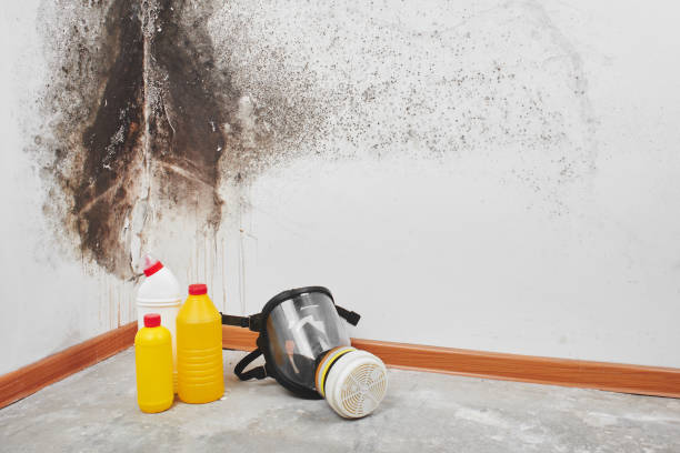 Best Mold Damage Repair  in Noroton Heights, CT