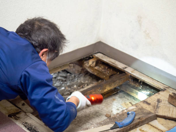 Best Attic Mold Removal  in Noroton Heights, CT