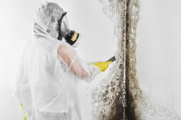Best Professional Mold Removal  in Noroton Heights, CT