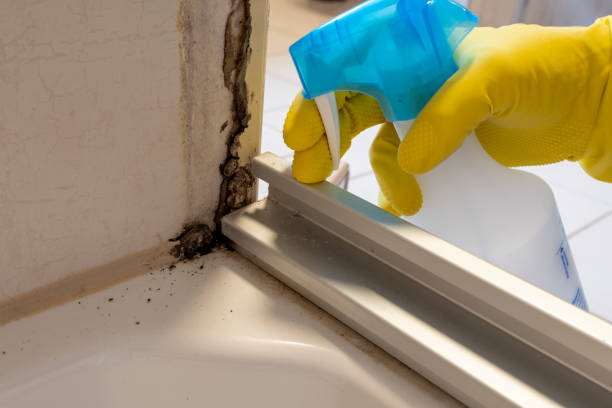 Best Residential Mold Removal  in Noroton Heights, CT