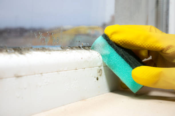 Best Mold Cleaning Services  in Noroton Heights, CT