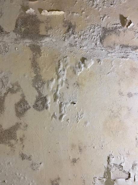 Best Toxic Mold Removal  in Noroton Heights, CT