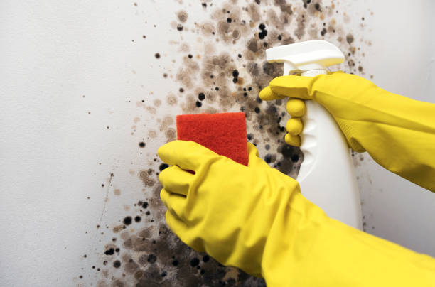 Best Mold Removal Company Near Me  in Noroton Heights, CT