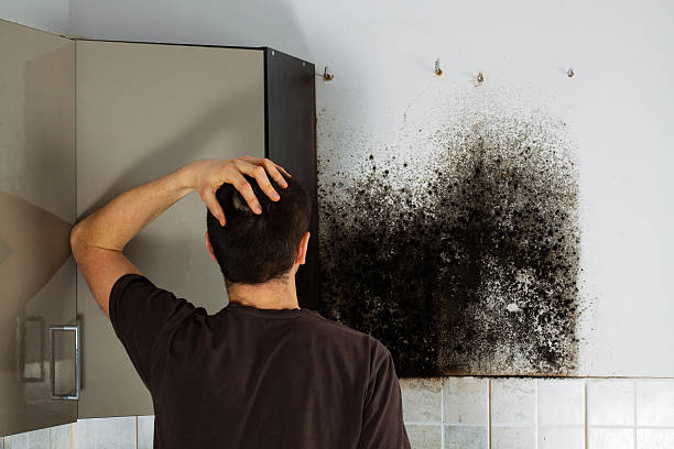 Best Affordable Mold Removal  in Noroton Heights, CT