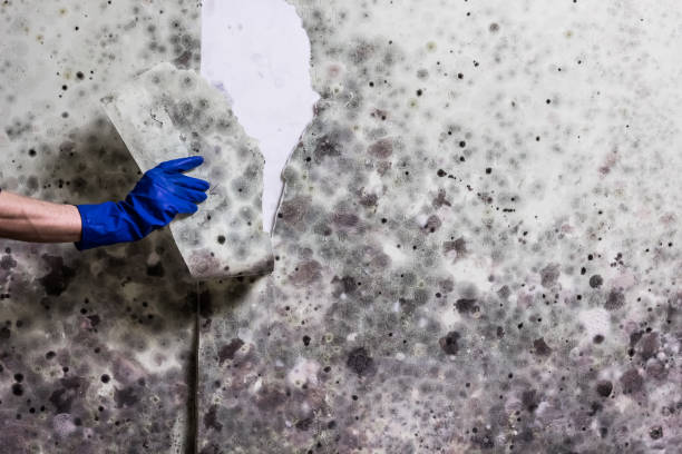 Best Emergency Mold Removal  in Noroton Heights, CT