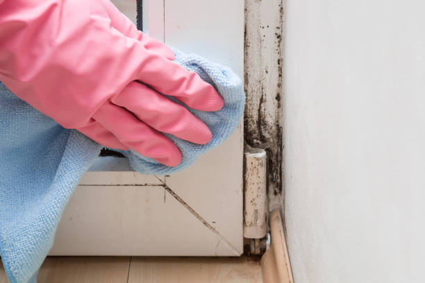  Noroton Heights, CT Mold Removal Pros