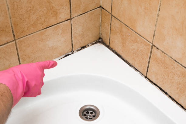 Best Local Mold Removal Service  in Noroton Heights, CT